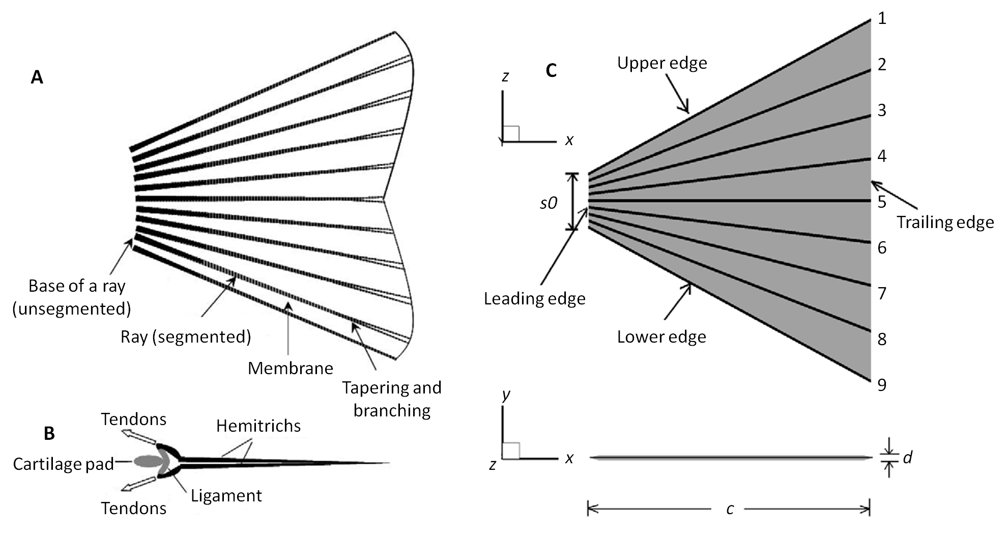 fish-fin-propulsion-fluid-effects-on-structural-systems-group