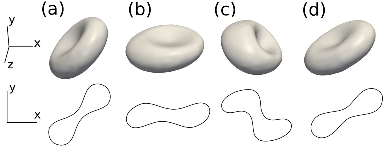 3D RBC in Simple Shear Flow