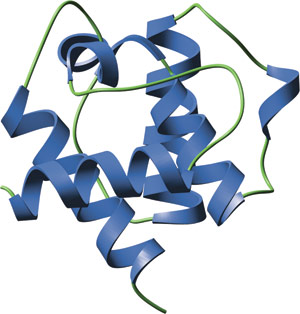 Spectrin Folded Domains